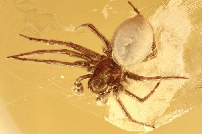 Huge Detailed Fossil Spider (Araneae) In Baltic Amber #272685